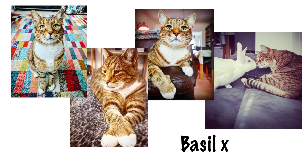 Basil - voiceover cat